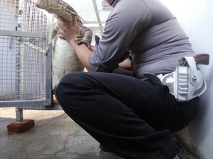 Tak Tega Jadi Buruan, Alasan Brigadir Arifian Pelihara Biawak
