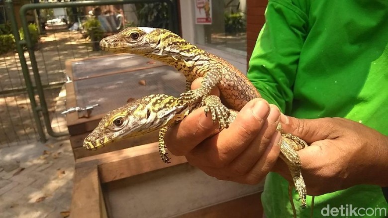 Lucunya Anakan Komodo Koleksi Kebun Binatang Surabaya Lucunya Anakan Komodo Koleksi Kebun Binatang Surabaya
