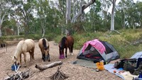 Le Gouvello sering menginap di alam bebas. Selain berjalan bersama tiga ekor kyda, dia juga membawa seekor anjing bernama Max.  (Wild at Heart Australia/Facebook)