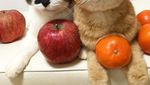Begini 10 Gaya Kucing dengan Aksesori Makanan yang Bikin Gemas!