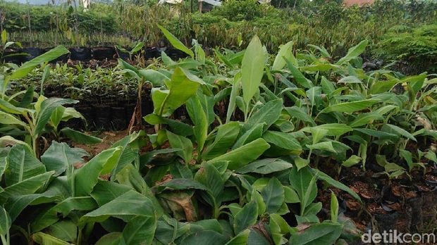 Melihat Sentra Bibit Berbagai Tanaman di Purworejo Melihat Sentra Bibit Berbagai Tanaman di Purworejo