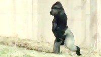 Meskipun gorila merupakan hewan berkaki dua dan bisa berjalan dengan dua kaki, namun hal tersebut sangat jarang dilakukan.  (Foto: Dok. Philadelphia Zoo)