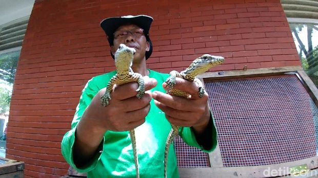 Lucunya Anakan Komodo Koleksi Kebun Binatang Surabaya