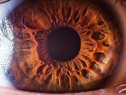 Mata Manusia dari Jarak Super Dekat, Keren atau Seram?