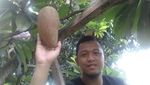 Foto: Wuih, Ada Sawo Raksasa di Ponorogo
