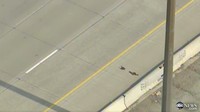 Mei 2012. Seekor induk bebek memimpin anak-anaknya melintasi jalan tol di Toronto, Amerika Serikat.  (Foto: Dok. ABC News)