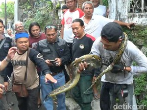 Heboh Ular Piton Nyemplung ke Dalam Sumur Warga di Semarang