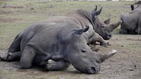 Saat ini keduanya dirawat di kandang mereka di Konservasi Ol Pejeta di Taman Nasional Laikipia, Kenya (Foto: REUTERS/Baz Ratner)