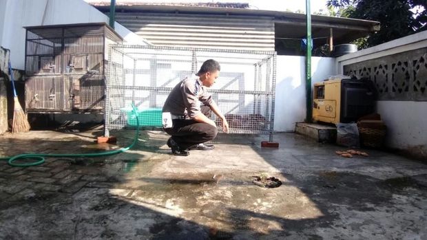 Biawak Brigadir Fian yang Gaul, Diajak Makan di Kafe dan Berenang