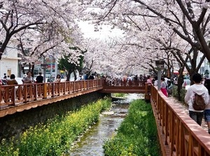 Mau Lihat Sakura di Korea, Ini Waktu Mekarnya