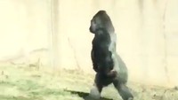 Selain karena tanah kotor, Louis juga berjalan serupa saat tangannya penuh dengan makanan. (Foto: Dok. Philadelphia Zoo)