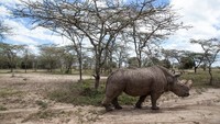 Sudan, badak putih utara jantan terakhir di dunia, mati. Kini, hanya tersisa dua ekor badak betina jenis tersebut di dunia.