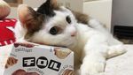 Begini 10 Gaya Kucing dengan Aksesori Makanan yang Bikin Gemas!