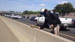 Foto: Anjing, Kuda, hingga Bebek Pernah Bikin Heboh di Jalan Tol