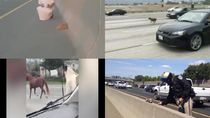 Foto: Anjing, Kuda, hingga Bebek Pernah Bikin Heboh di Jalan Tol Foto: Anjing, Kuda, hingga Bebek Pernah Bikin Heboh di Jalan Tol