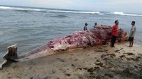 Paus sperma yang mati terdampar ini panjangnya 12,5 meter. Bobotnya diperkirakan 4 ton lebih.  Banyak warga yang mengambil kulit paus ini untuk dijadikan minyak.