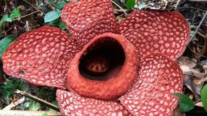 Sejarah Penemuan Rafflesia Arnoldii, Ternyata Pertama Kali Dilihat di Nusakambangan
