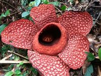 Sejarah Penemuan Rafflesia Arnoldii, Ternyata Pertama Kali Dilihat Di ...