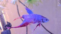 Schild melihat ikan tersebut tak sesemangat ikan-ikan lain dalam akuarium. Kondisinya tampak lunglai dan dia sudah kehilangan ekor dan siripnya. Padahal ikan cupang adalah ikan yang dikenal dengan sirip panjang dan indah. (Foto: Dok. boredpanda.com)