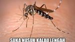 10 Meme yang Gambarkan Seberapa Ngeselinnya Nyamuk