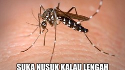 10 Meme Yang Gambarkan Seberapa Ngeselinnya Nyamuk