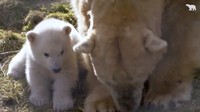 Sebelum dipamerkan ke publik, Rabu (21/3), Victoria hanya berinteraksi dengan induknya. (Foto: Dok. RZSS Highland Wildlife Park)