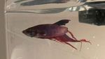 Foto: Begini Perubahan Drastis Ikan Cupang yang Sempat Sekarat