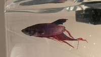 Seekor ikan cupang (betta fish) ditemukan sekarat dalam sebuah akuarium di Walmart. Seorang perempuan membelinya dan coba menyelamatkannya.  (Foto: Dok. boredpanda.com)