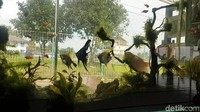 Agar tetap cantik dan menarik akuarium itu mendapat perawatan setiap hari, mulai dari pembersihan bagian luar hingga perawatan tangki sirkulasi (Syahdan/detikTravel)