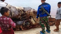 Karena sudah bau busuk, paus sperma ini kemungkinan akan dikubur atau dibakar.