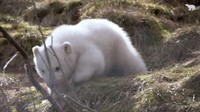 Pihak Taman Margasatwa menyebut upaya memperkenalkan beruang kutub ke generasi sekarang merupakan hal yang bagus untuk dilakukan. (Foto: Dok. RZSS Highland Wildlife Park)