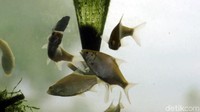Aneka jenis ikan yang ada di dalam akuarium. Keberadaan ikan-ikan ini seakan menyegarkan suasana masjid (Syahdan/detikTravel)