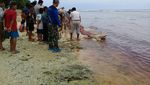 Penampakan Paus Sperma Mati Terdampar di Pantai Bengkulu