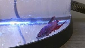 Foto: Begini Perubahan Drastis Ikan Cupang yang Sempat Sekarat