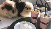 Asyiknya lagi di kafe ini bisa membawa anjing kesayangan. Buat teman ngopi sambil  hangout dengan teman-teman. Foto: Instagram: oneinamillion_seoul