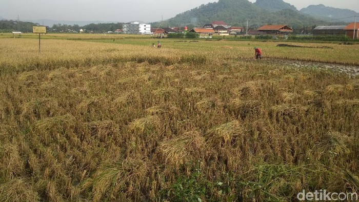 Pemkab Trenggalek Cabut Status 70 Hektare Lahan Pertanian