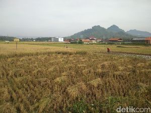 Pemkab Trenggalek Cabut Status 70 Hektare Lahan Pertanian Pangan