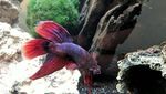 Foto: Begini Perubahan Drastis Ikan Cupang yang Sempat Sekarat