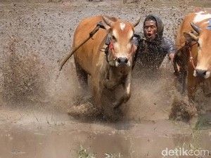 Menjepret Pacu Jawi, Lomba Balap Sapi yang Mendebarkan
