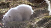 Kelahiran Victoria setelah 25 tahun merupakan pencapaian tinggi pihak Taman Margasatwa.  (Foto: Dok. RZSS Highland Wildlife Park)