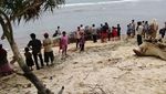 Penampakan Paus Sperma Mati Terdampar di Pantai Bengkulu