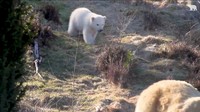 Kepala Penjaga Taman Margasatwa Una Richardson mengatakan ini merupakan kesempatan langka bagi pengunjung untuk bisa melihat Victoria langsung.  (Foto: Dok. RZSS Highland Wildlife Park)