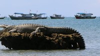 Buaya muara atau Crocodylus porosus tertangkap kamera saat berjemur di atas karang di Taman Jaya, dekat kawasan Taman Nasional Ujung Kulon (TNUK), Pandeglang, Selasa (. Buaya yang diperkirakan berukuran panjang 3 meter lebih tersebut terlihat tenang sambil memejamkan mata. (Foto: Istimewa)