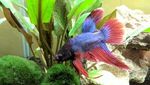 Foto: Begini Perubahan Drastis Ikan Cupang yang Sempat Sekarat