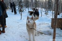 Husky Farm di Kota Murmansk (Dina Rayanti/detikTravel)