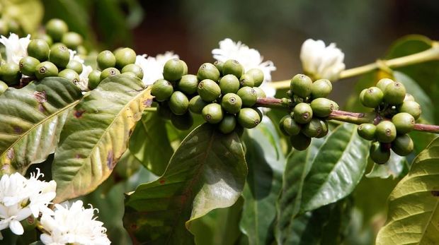 Coffee berries are seen in an plantation in Kirinyaga near Nyeri, Kenya, March 14, 2018. Picture taken March 14, 2018. REUTERS/Baz Ratner