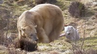 Staf di taman berharap untuk menemukan jenis kelamin anak laki-laki di bulan April atau Mei, ketika pemeriksaan kesehatan dimungkinkan. (Foto: Dok. RZSS Highland Wildlife Park)