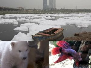 Riuh Dunia dalam Gambar: Bom Kabul Hingga Ikan Cupang Sekarat