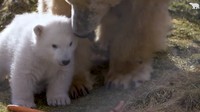 Beruang tersebut merupakan bayi beruang kutub yang lahir di Britania Raya setelah 25 tahun. (Foto: Dok. RZSS Highland Wildlife Park)