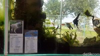 Tiap akuarium tertempel nama dan jenis ikan, mulai dari ikan mas koki, Memphis, Platy, Guppy, Sapu dan beberapa jenis ikan hias lainnya yang biasa hidup di air tawar. Untuk pakan, tersedia semacam wadah yang berisi cacing-cacing kecil hidup yang menjadi santapan dibuat mirip di habitat alami (Syahdan/detikTravel)